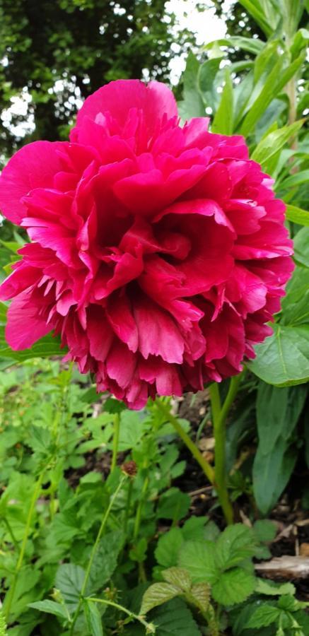 Bed and Breakfast Rose Farm à Honiton Extérieur photo