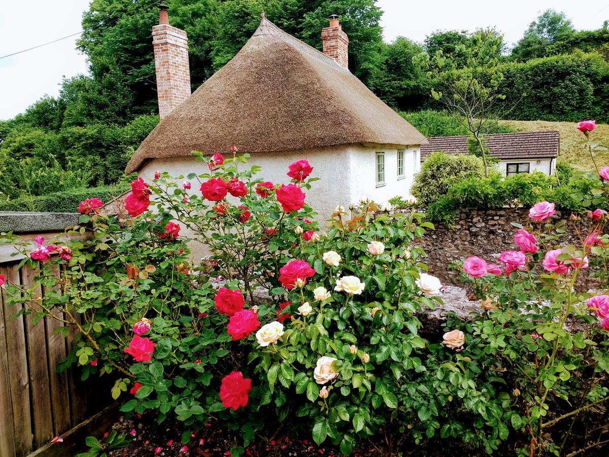 Bed and Breakfast Rose Farm à Honiton Extérieur photo